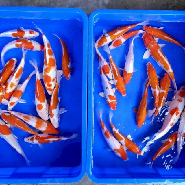 Paket doitsu 20_30cm 30ekor