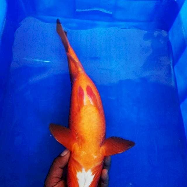 Benigoi Tembus 41cm