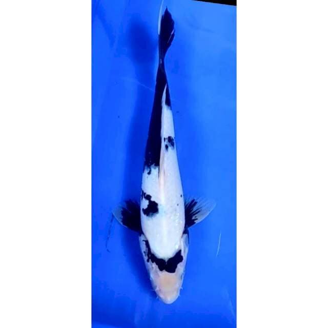 2. Shiro -29cm -jantan