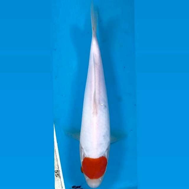 Tancho kohaku, 21 cm