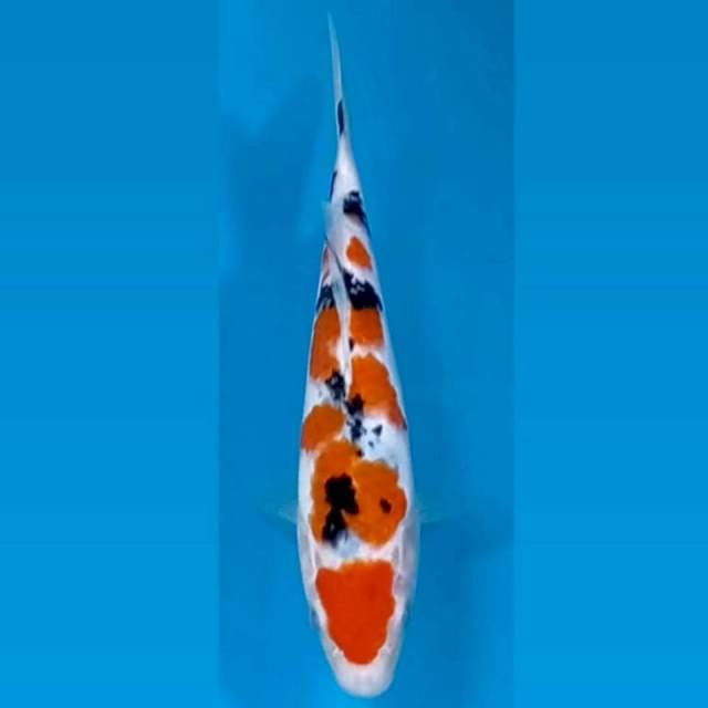 Sanke, 18 cm
