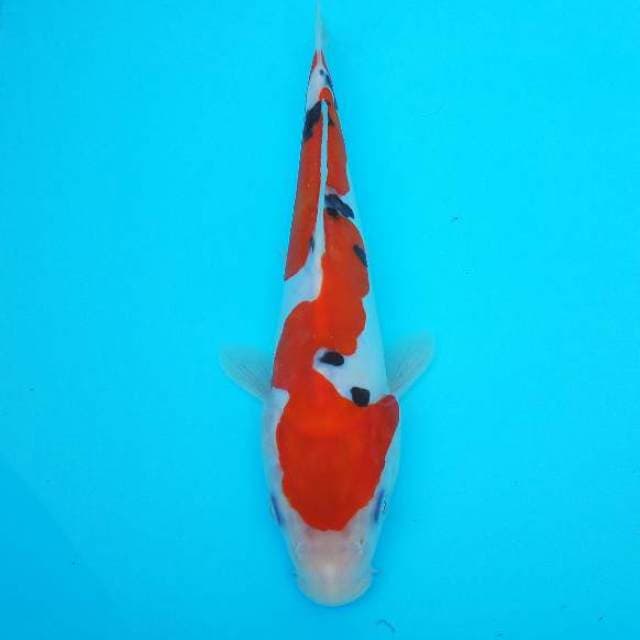 BABY SANKE DOIT INAZUMA ORIGINAL 20 CM