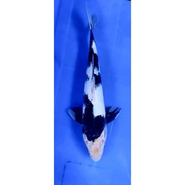 3. Shiro -28cm - jantan