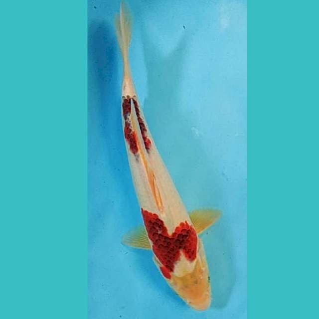 Goromo 31cm