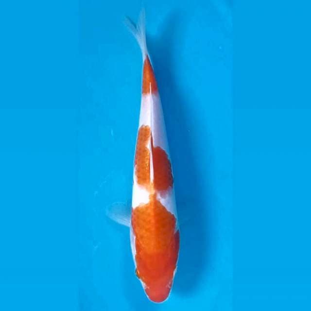 Kohaku, 18 cm