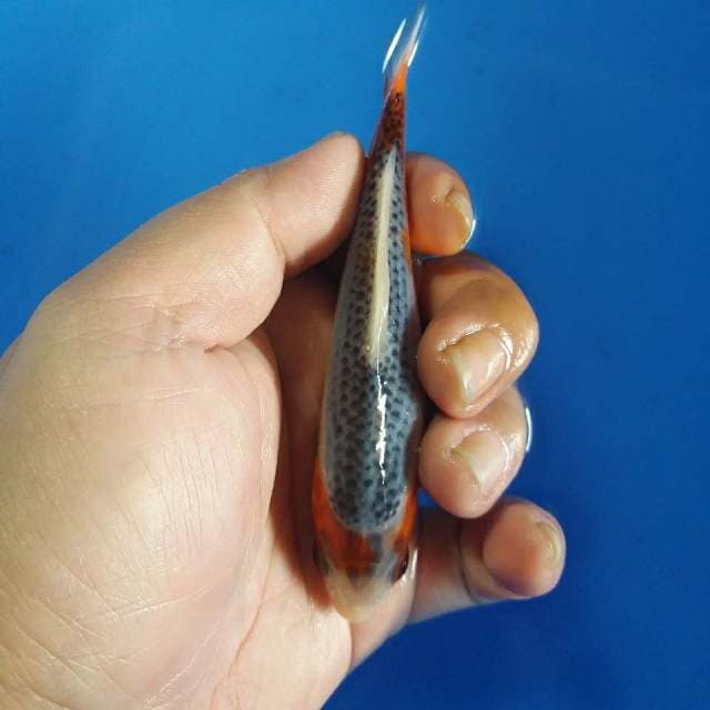 F1 ASAGI 13CM