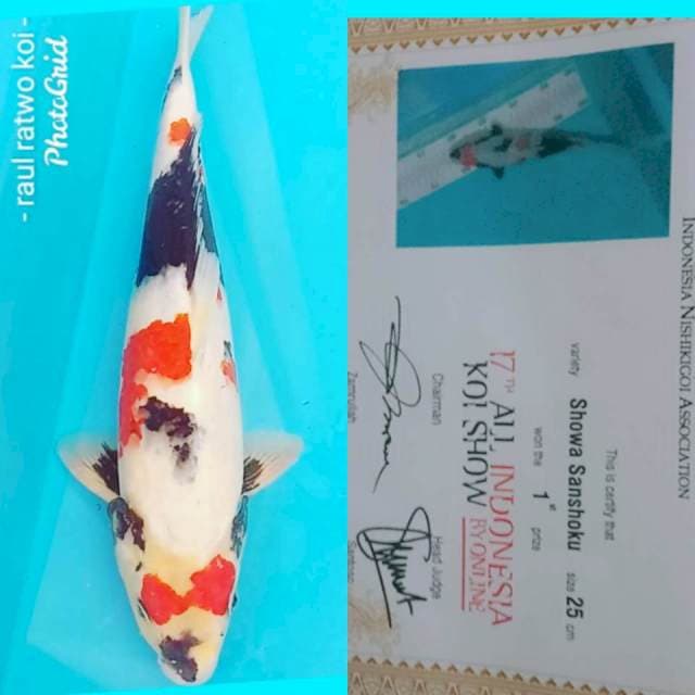 Sowa serti juara 1 all indo