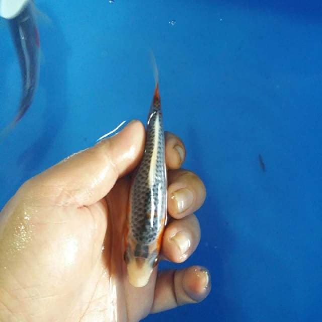 F1 asagi 12cm