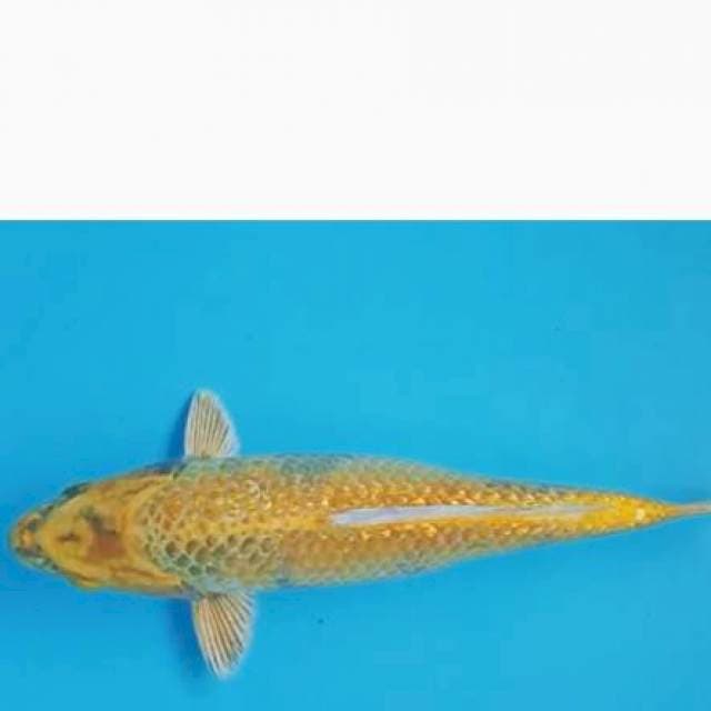 Kin utsuri ginrin punuk