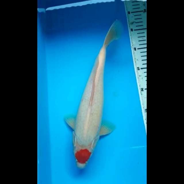 TANCHO KOHAKU ORIGINAL 32 Cm, JANTAN