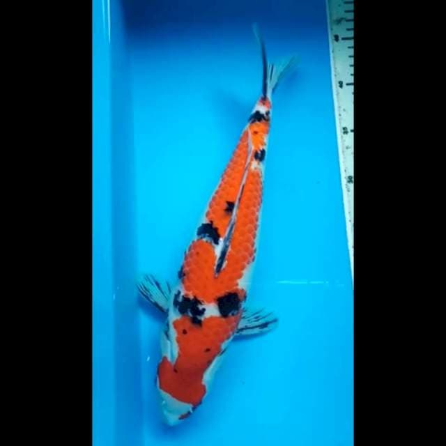 SANKE JUMBO BULKY 38 Cm