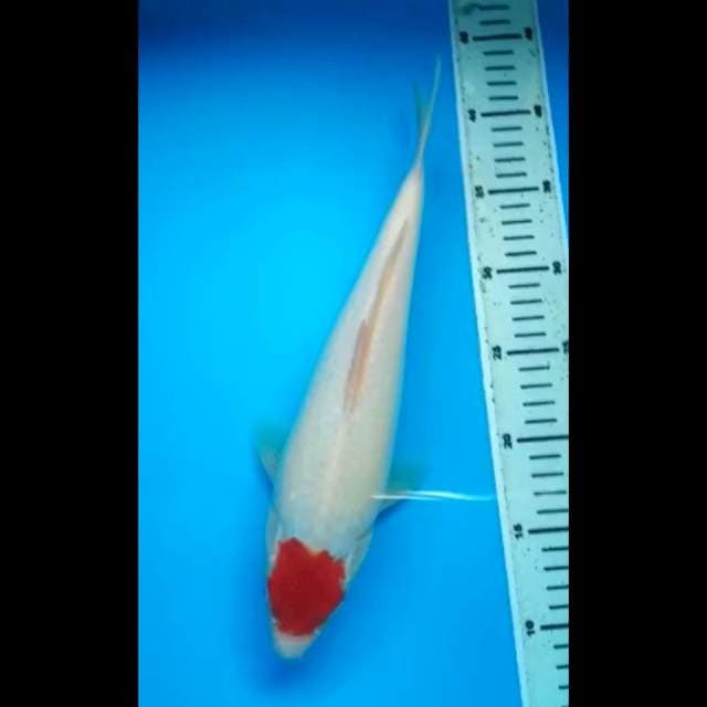 TANCHO KOHAKU ORIGINAL 33 Cm