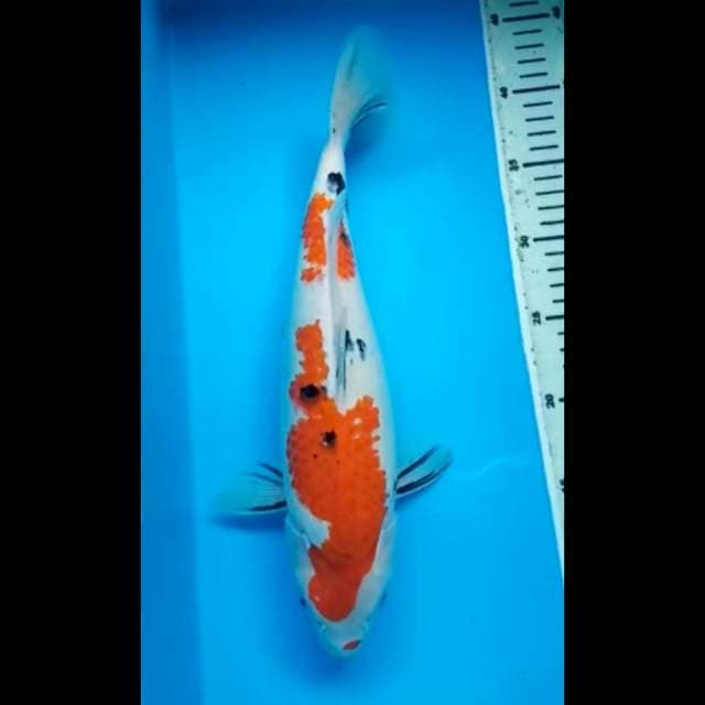 SANKE BULKY 35 Cm