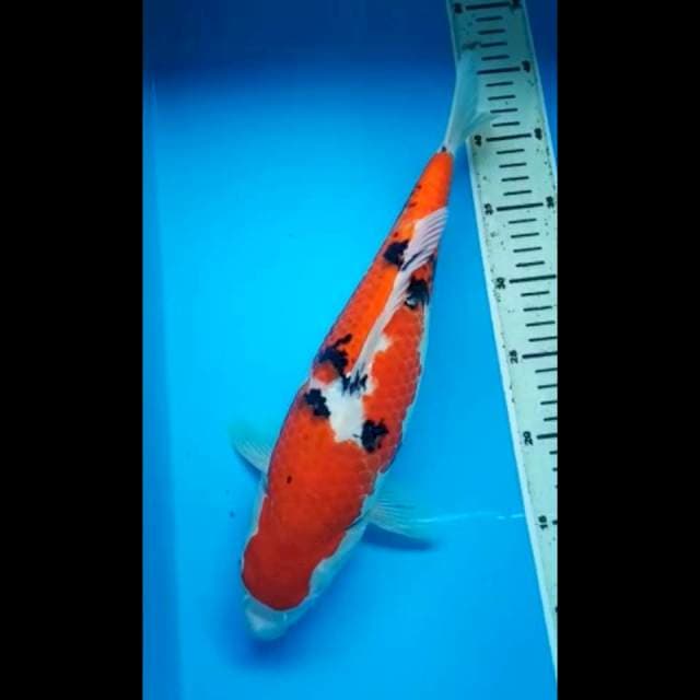 SANKE BULKY BODY MANTAPP 36 Cm