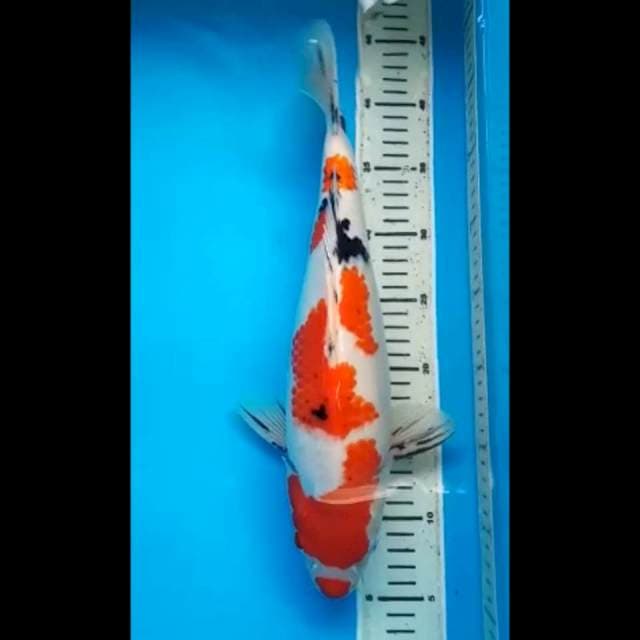 SANKE KUCIBENI SUPER PUNUK JUMBO 37 Cm, JANTAN