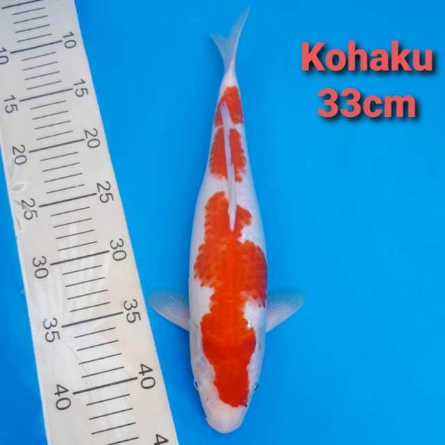 F1 Kohaku 33cm