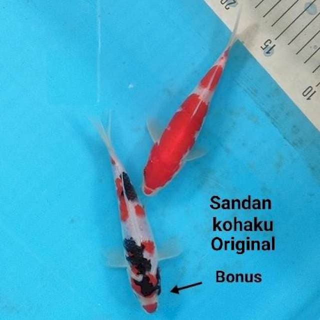 Sandan Kohaku Original
