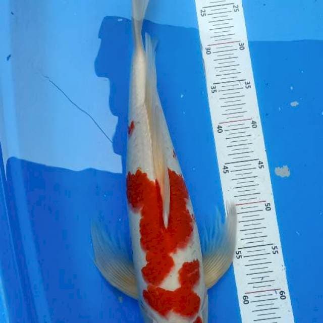 Kohaku kumpay 53cm Male