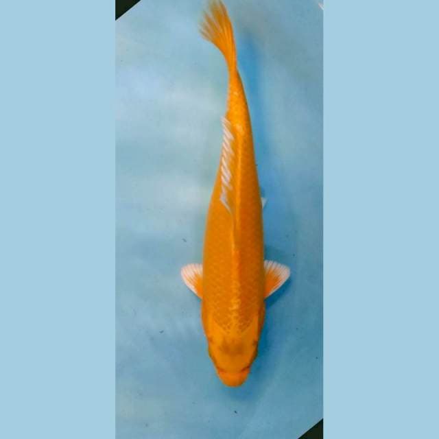Yamabuki Ogon 25cm