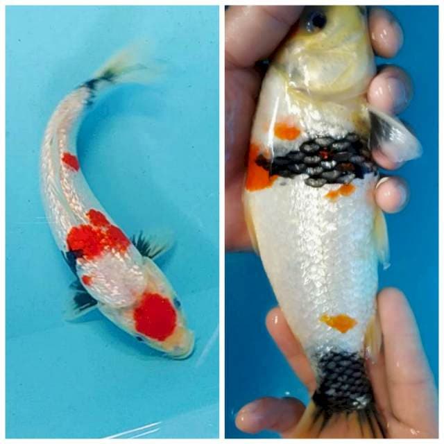 Maruten showa ginrin 24cm