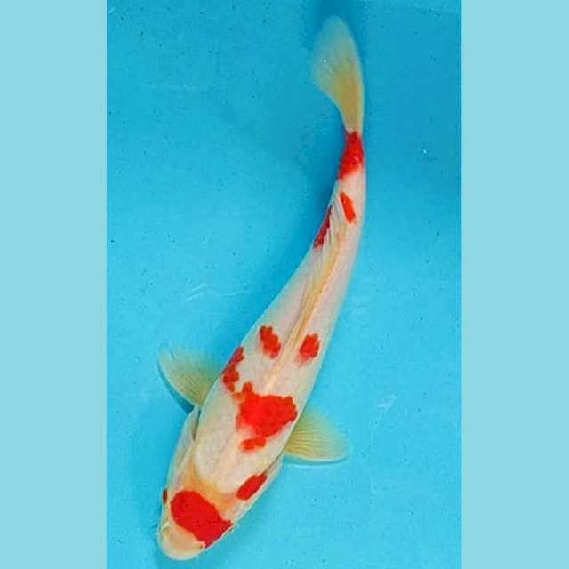 Kohaku 👍 27cm