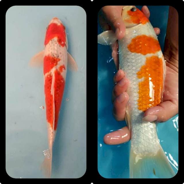 Red Goshiki 33cm