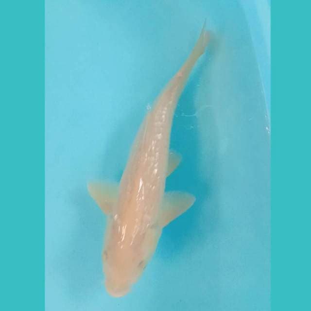 Midori ginrin 34cm