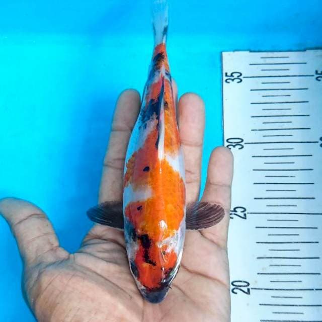 showa 17 cm