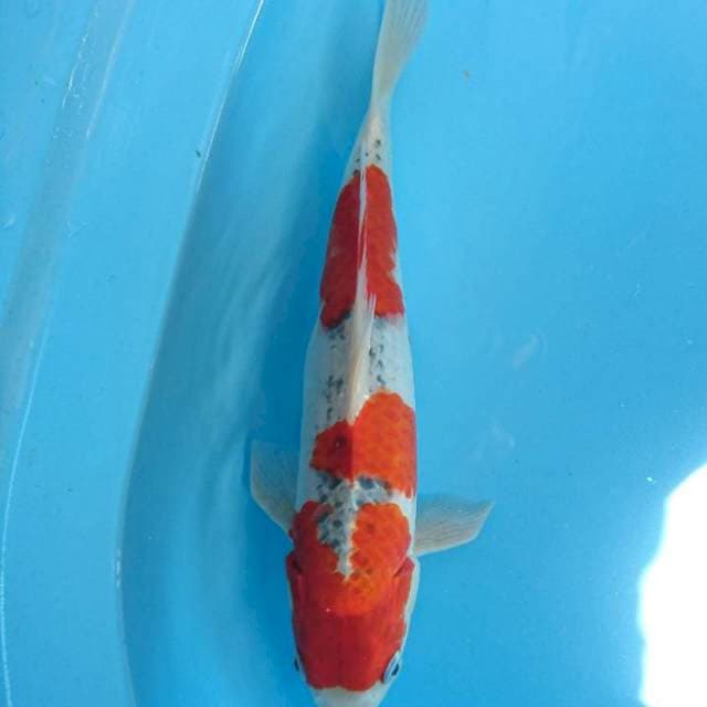 goshiki 34 cm