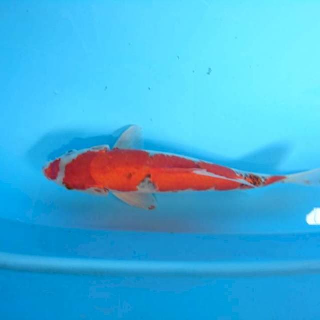 goshiki 31 cm