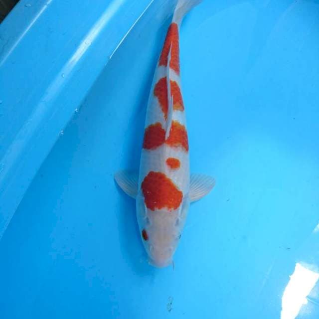 kohaku 42 cm