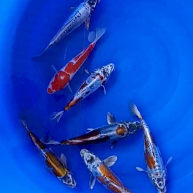 Mix koi 21-26 cm