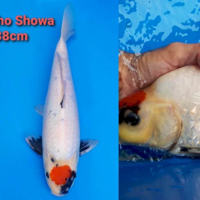 F1 Tancho Showa Tategoi (sirip nekuk)