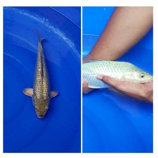 Soragoi Ginrin Full, Berpunuk 31cm (F)