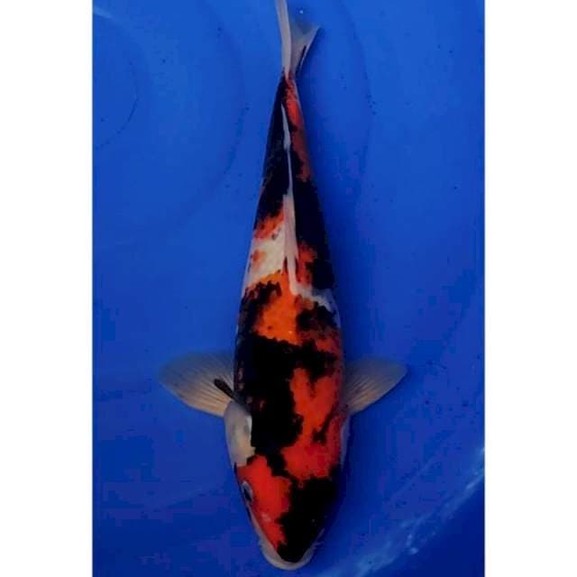 Showa Sanshoku Original 36cm (M)