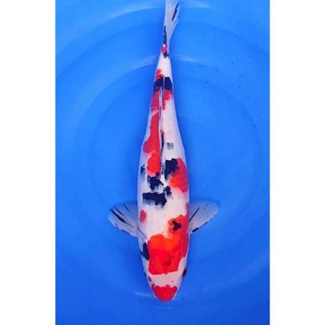 Jumbo Kuchibeni Sanke 41cm (F)
