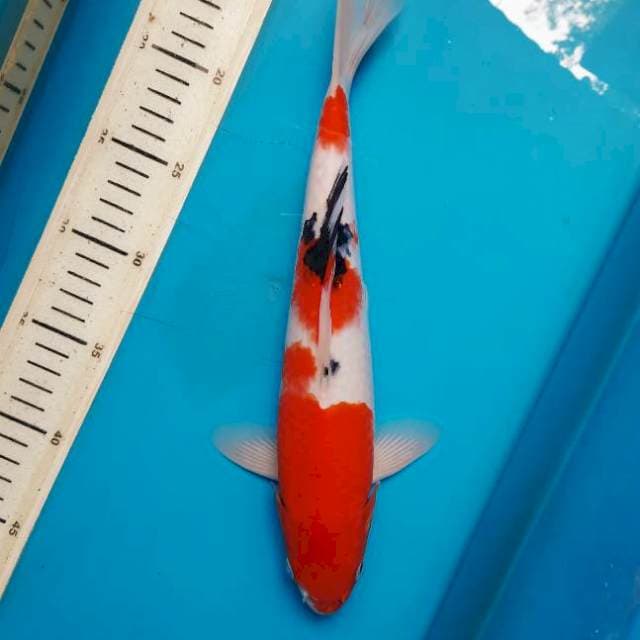 32cm Deep red sanke /M
