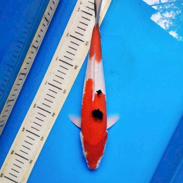30cm Sanke /F