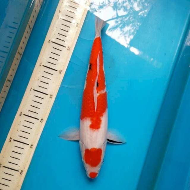 32cm Kuchibemi sanke /M