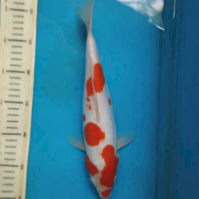 31cm doit kohaku/F