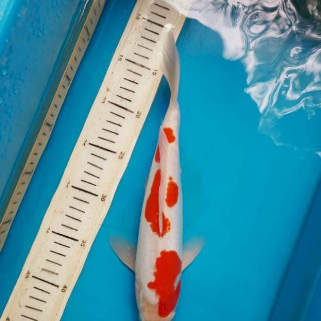 31cm doit kohaku/M
