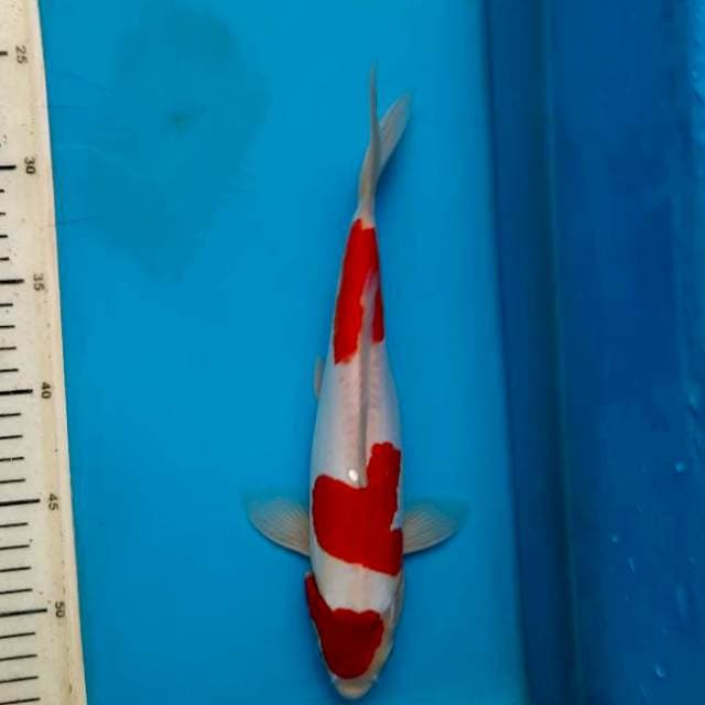 28cm strong Doit kohaku/M