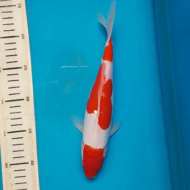 26cm doit kohaku/M