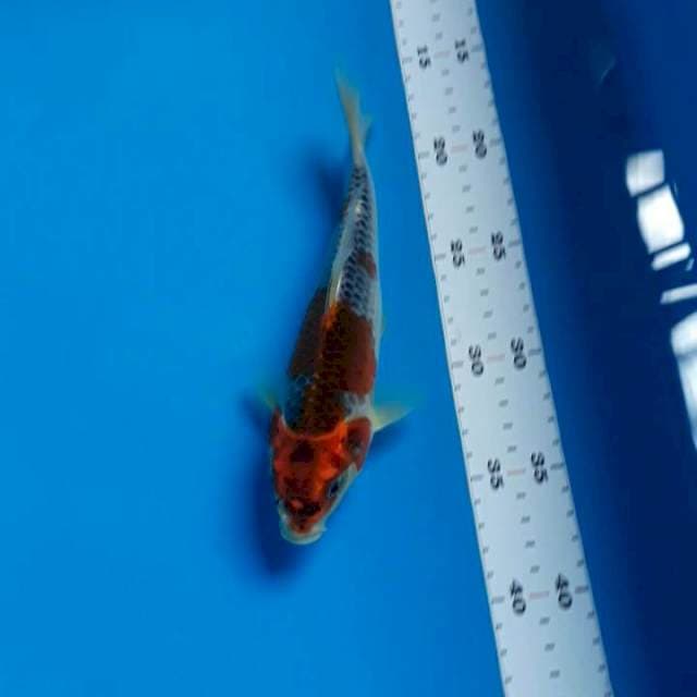 Goshiki 22cm
