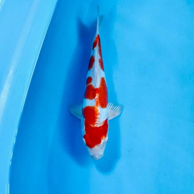 Kikushui, 26 cm