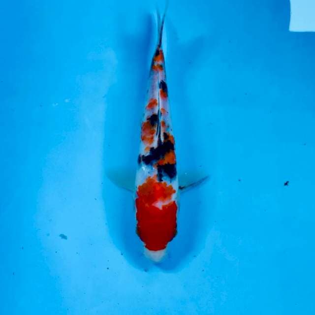 Sanke, 22 cm