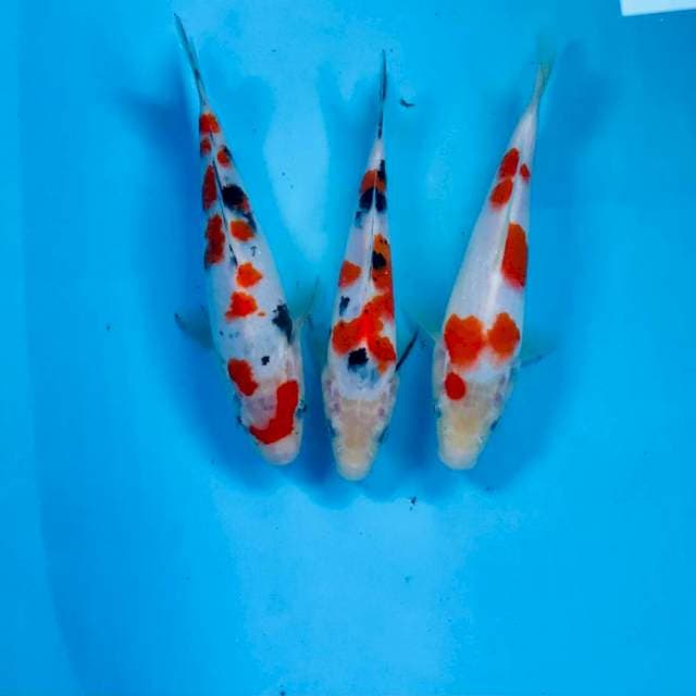 Paket mix, 20BU
