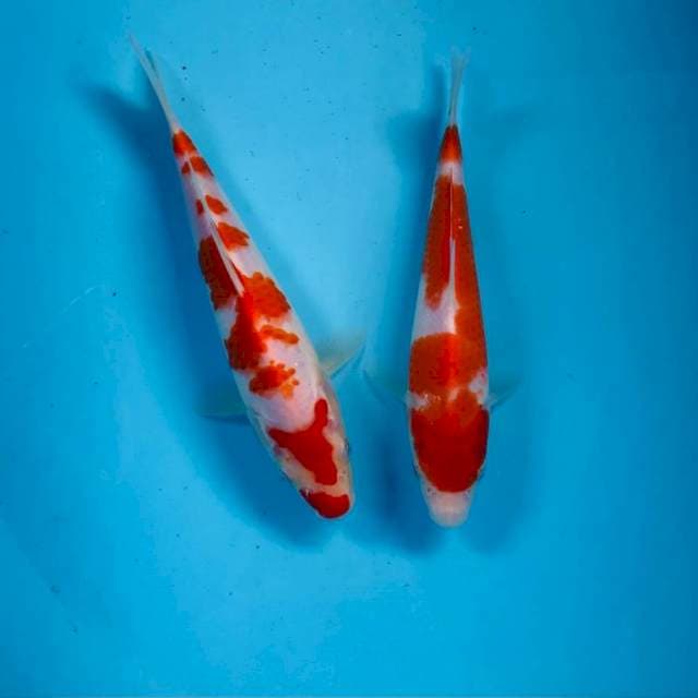 Paket kohaku, 20-22 cm