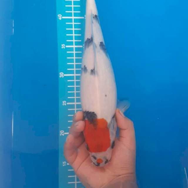 Tancho sowa 36cm, punuk