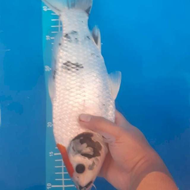 Tancho sowa 36cm, punuk